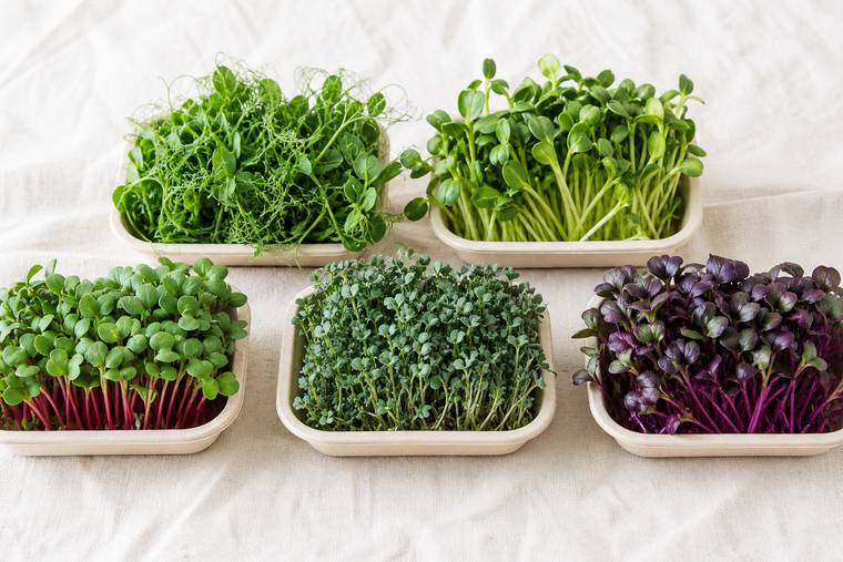 Broccoli microgreens for breakfast bowl